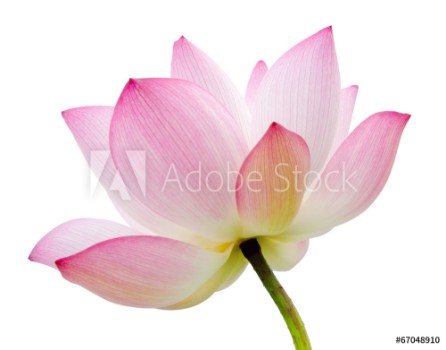 Picture of isolated lotus